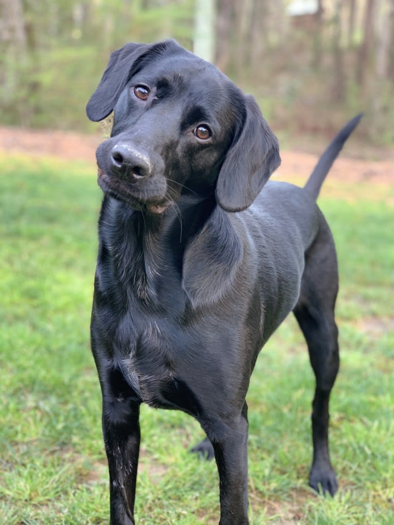 Hampton, an English Cocker Spaniel (Working Type) and Labrador Retriever mix tested with EmbarkVet.com