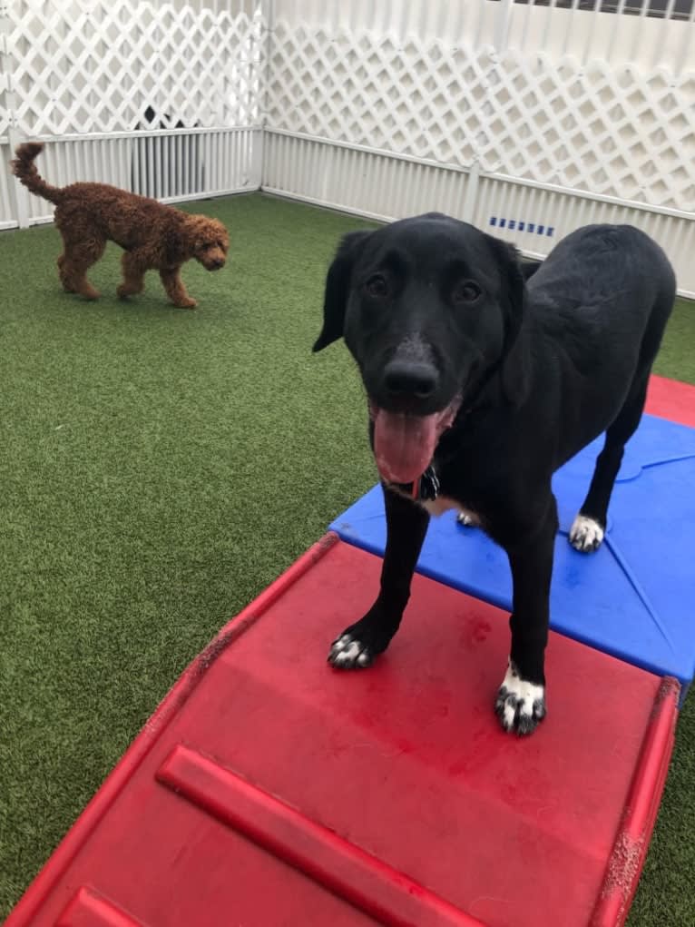 Belle, a Great Pyrenees and Labrador Retriever mix tested with EmbarkVet.com