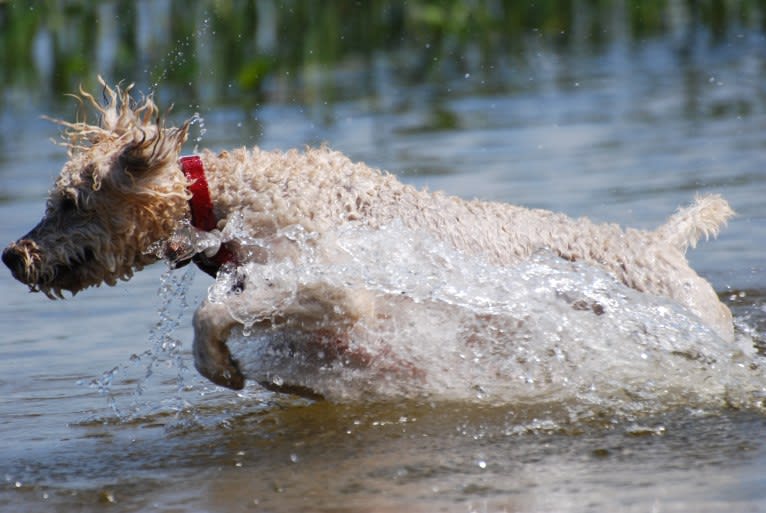 Fig, a Soft Coated Wheaten Terrier and Miniature Schnauzer mix tested with EmbarkVet.com