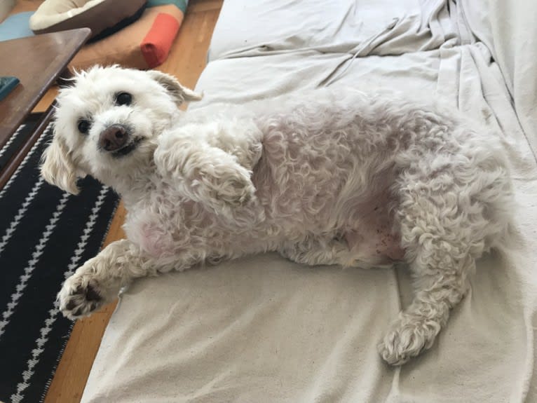 Bobby McGee, a Poodle (Small) and Cocker Spaniel mix tested with EmbarkVet.com