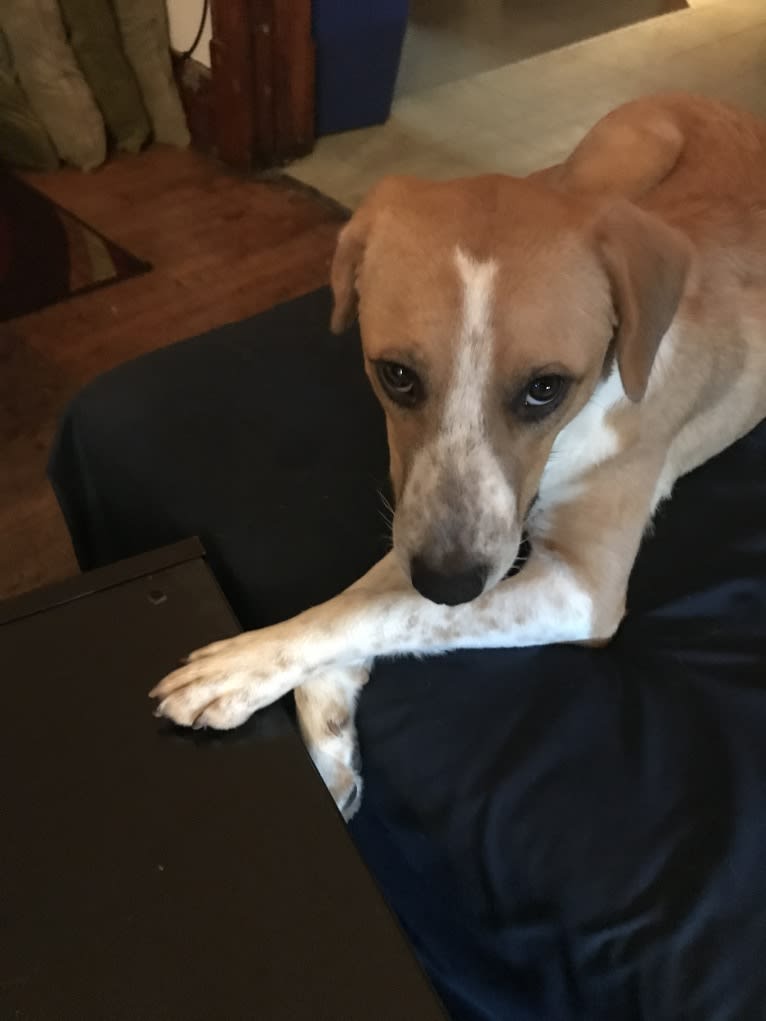 Sawyer, a Great Pyrenees and Collie mix tested with EmbarkVet.com