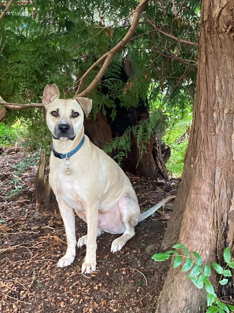 Sydney, a Catahoula Leopard Dog and American Pit Bull Terrier mix tested with EmbarkVet.com