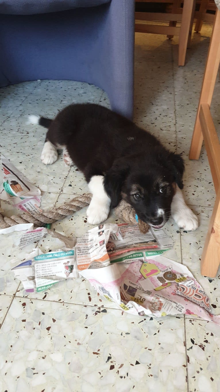 Baloo, an Arabian Village Dog tested with EmbarkVet.com