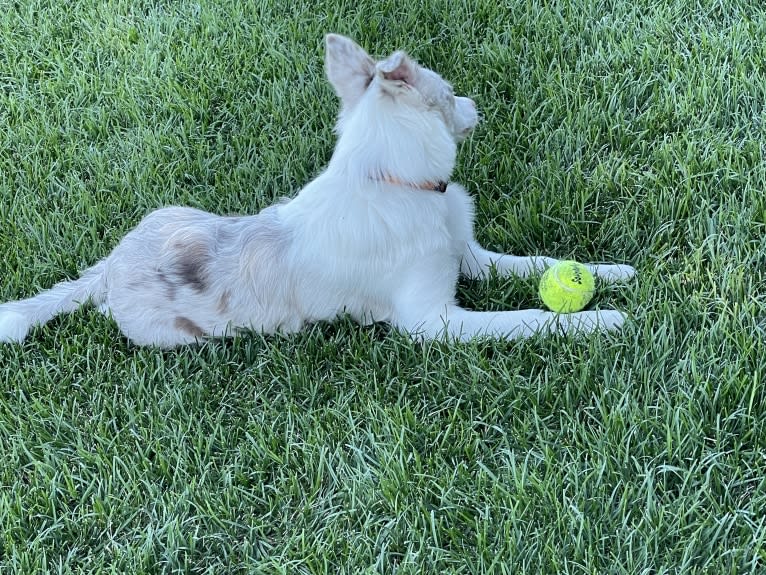 Viva, a Border Collie tested with EmbarkVet.com