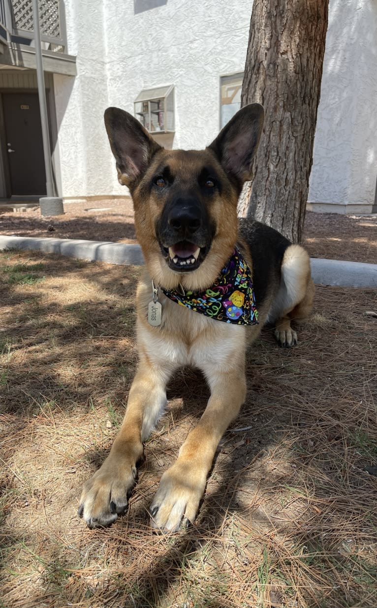 Jonas, a German Shepherd Dog tested with EmbarkVet.com