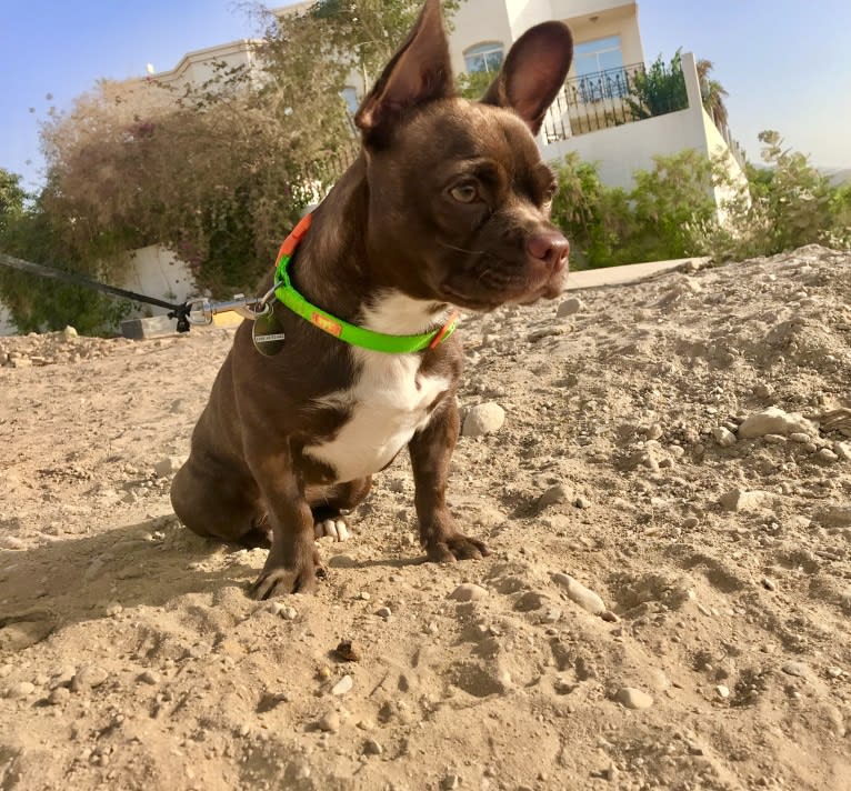 Kiki, a French Bulldog and Chihuahua mix tested with EmbarkVet.com