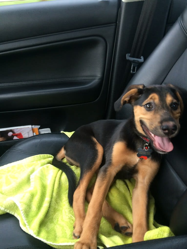 Tamby, an American Foxhound and German Shepherd Dog mix tested with EmbarkVet.com