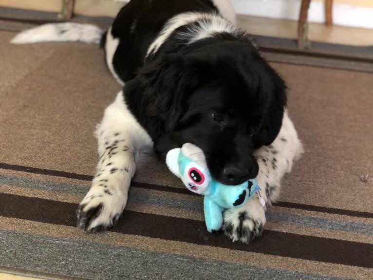 Luna, a Newfoundland tested with EmbarkVet.com