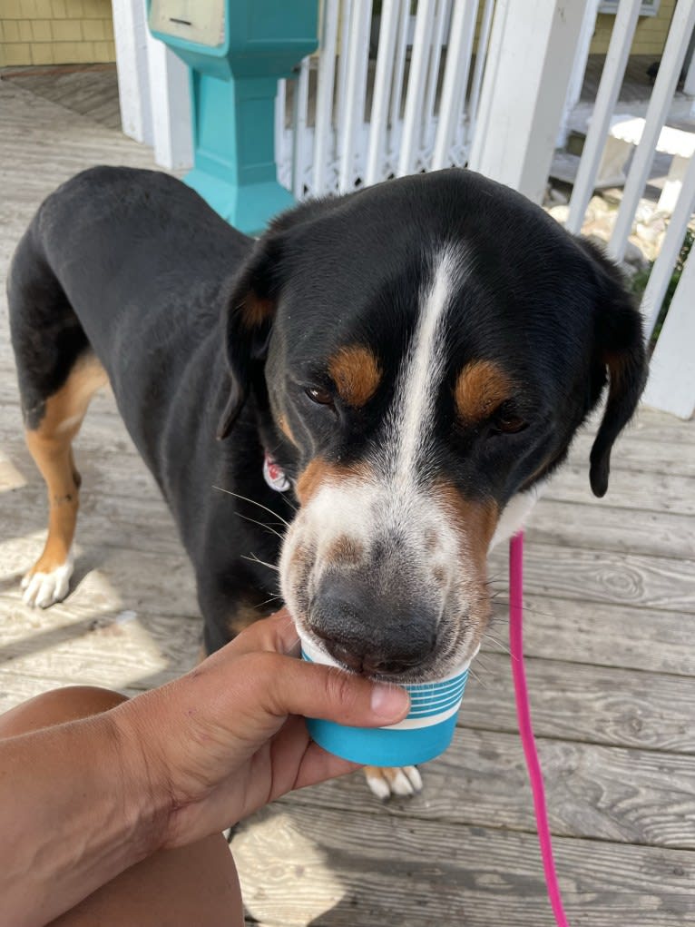 Finley, a Greater Swiss Mountain Dog tested with EmbarkVet.com