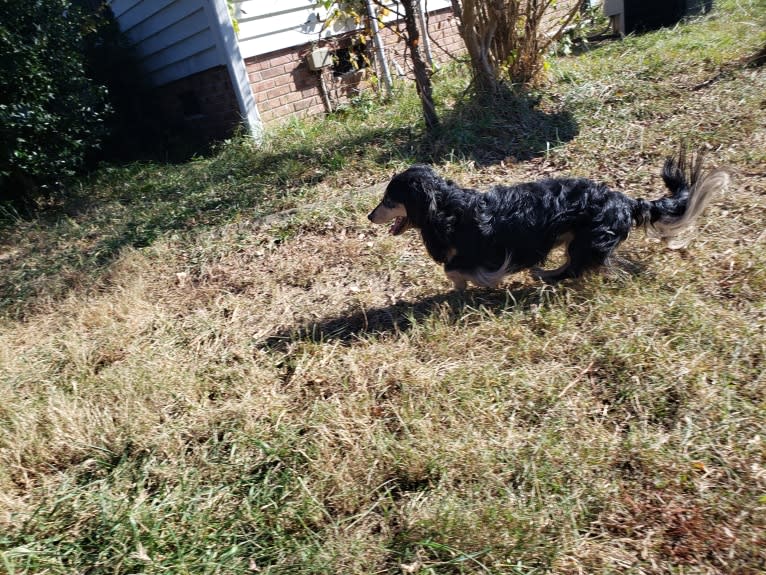 shamrock's Beamer, a Dachshund tested with EmbarkVet.com