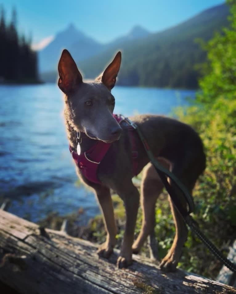 Nora, an Australian Kelpie tested with EmbarkVet.com