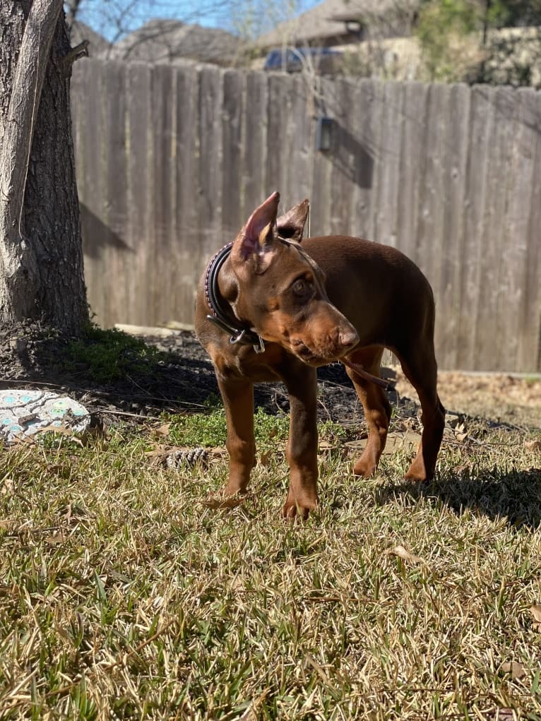 Gertie, a Doberman Pinscher tested with EmbarkVet.com