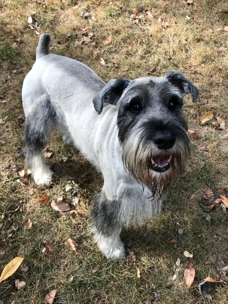 Watson, a Standard Schnauzer tested with EmbarkVet.com