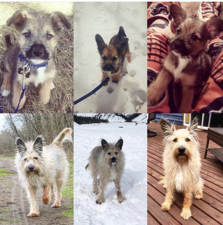 Gimli, a Miniature Schnauzer and Australian Cattle Dog mix tested with EmbarkVet.com