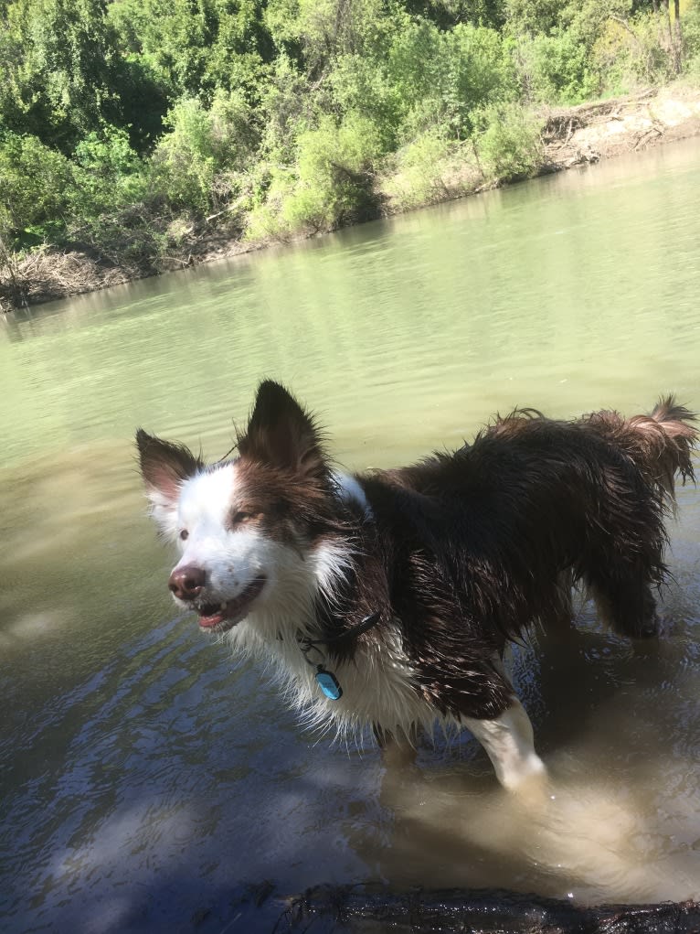 Denali (Denny), a Border Collie and Australian Cattle Dog mix tested with EmbarkVet.com