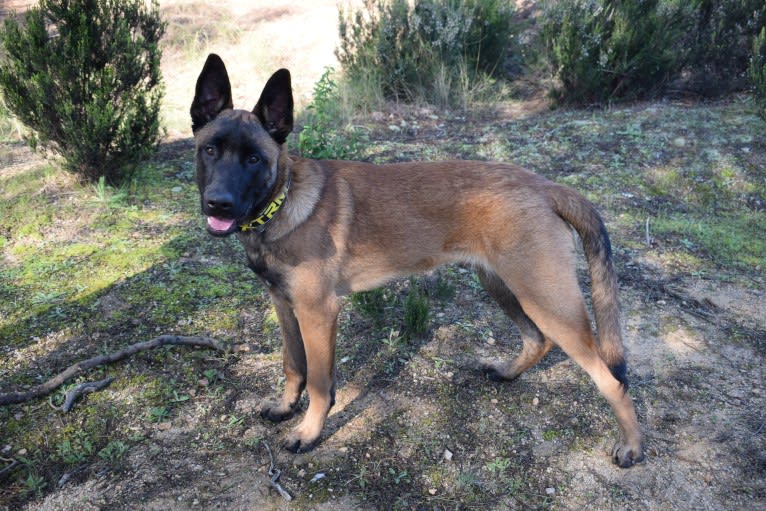 Kylar (PsychoKiller d'Hélitesport), a Belgian Shepherd tested with EmbarkVet.com