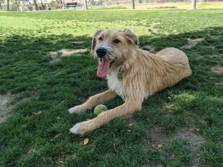 Sunny, an Old English Sheepdog and American Pit Bull Terrier mix tested with EmbarkVet.com