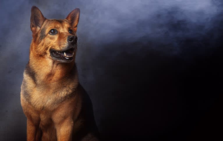 Dudud, a Hong Kong Village Dog tested with EmbarkVet.com