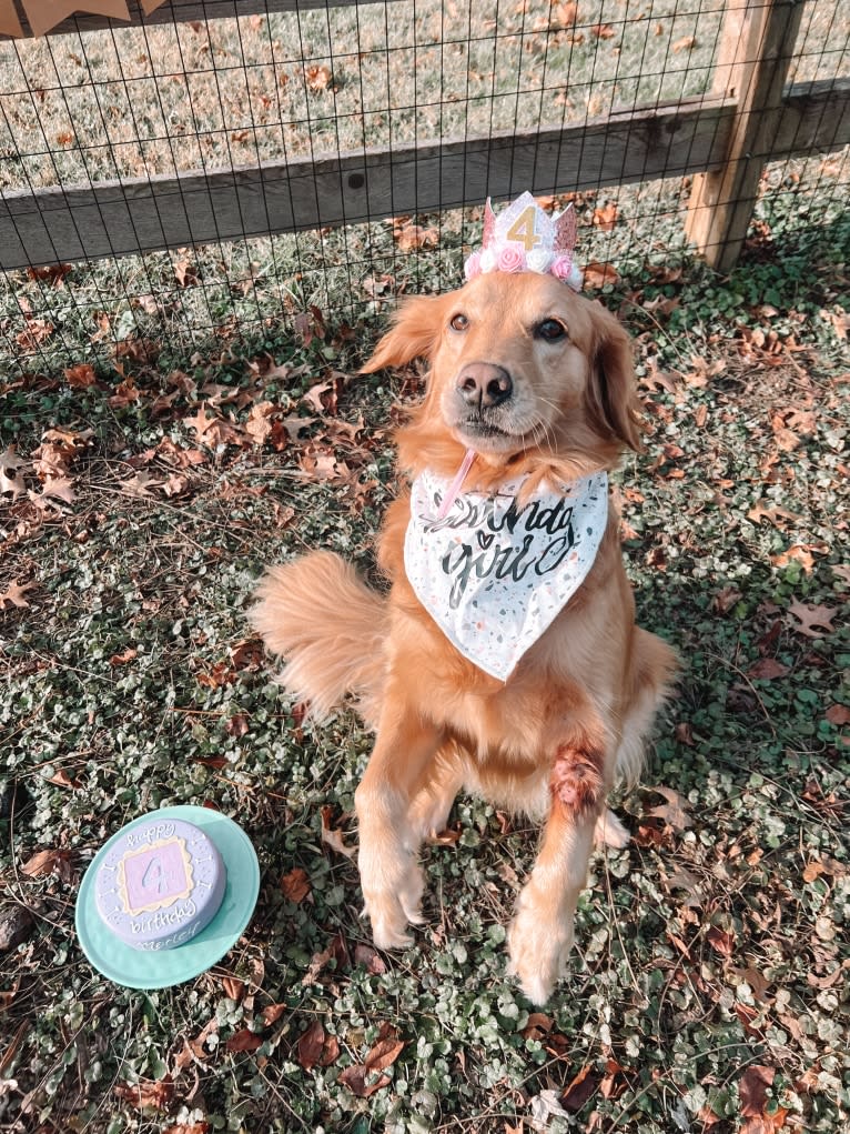 Marley, a Golden Retriever tested with EmbarkVet.com