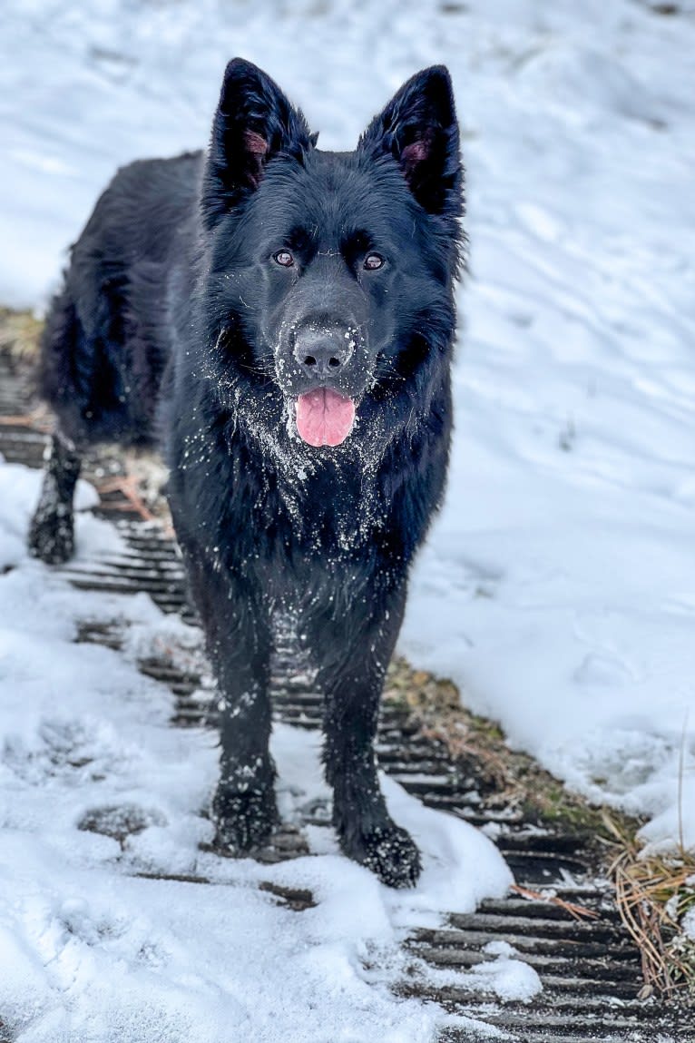 Valor Vom Hof Grebe, a German Shepherd Dog tested with EmbarkVet.com