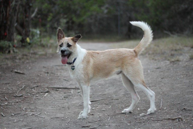 Percy, a Chihuahua and German Shepherd Dog mix tested with EmbarkVet.com