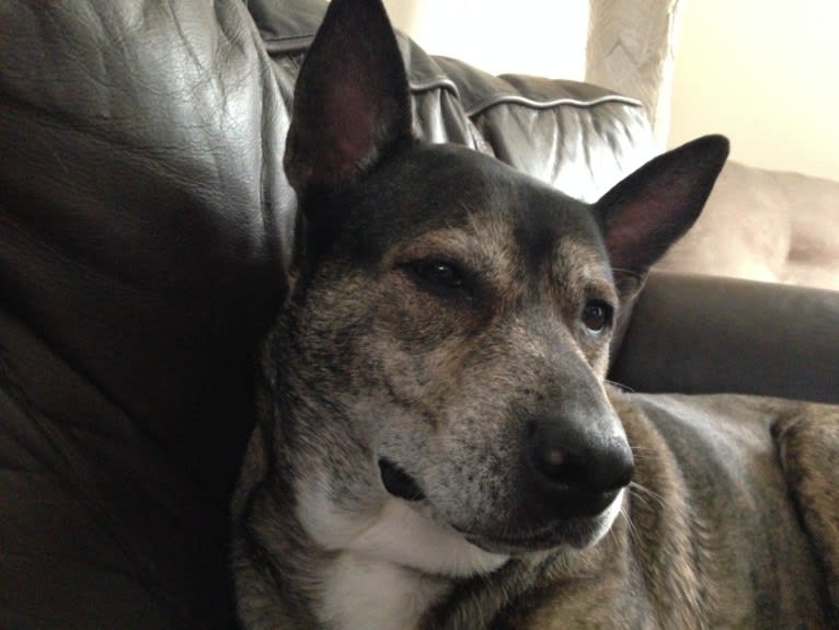 Ellie, an American Staffordshire Terrier and Chow Chow mix tested with EmbarkVet.com