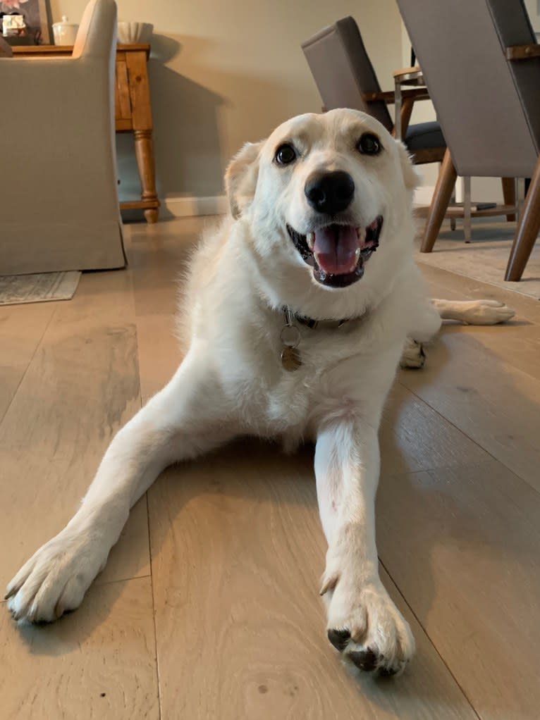 Finley, a Great Pyrenees and Border Collie mix tested with EmbarkVet.com