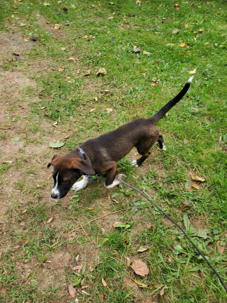 Boomer, an American Pit Bull Terrier and Labrador Retriever mix tested with EmbarkVet.com