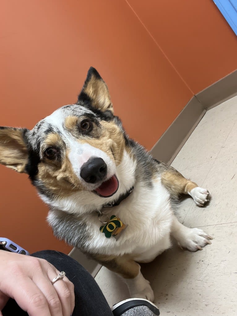 Corky, a Pembroke Welsh Corgi and Dachshund mix tested with EmbarkVet.com