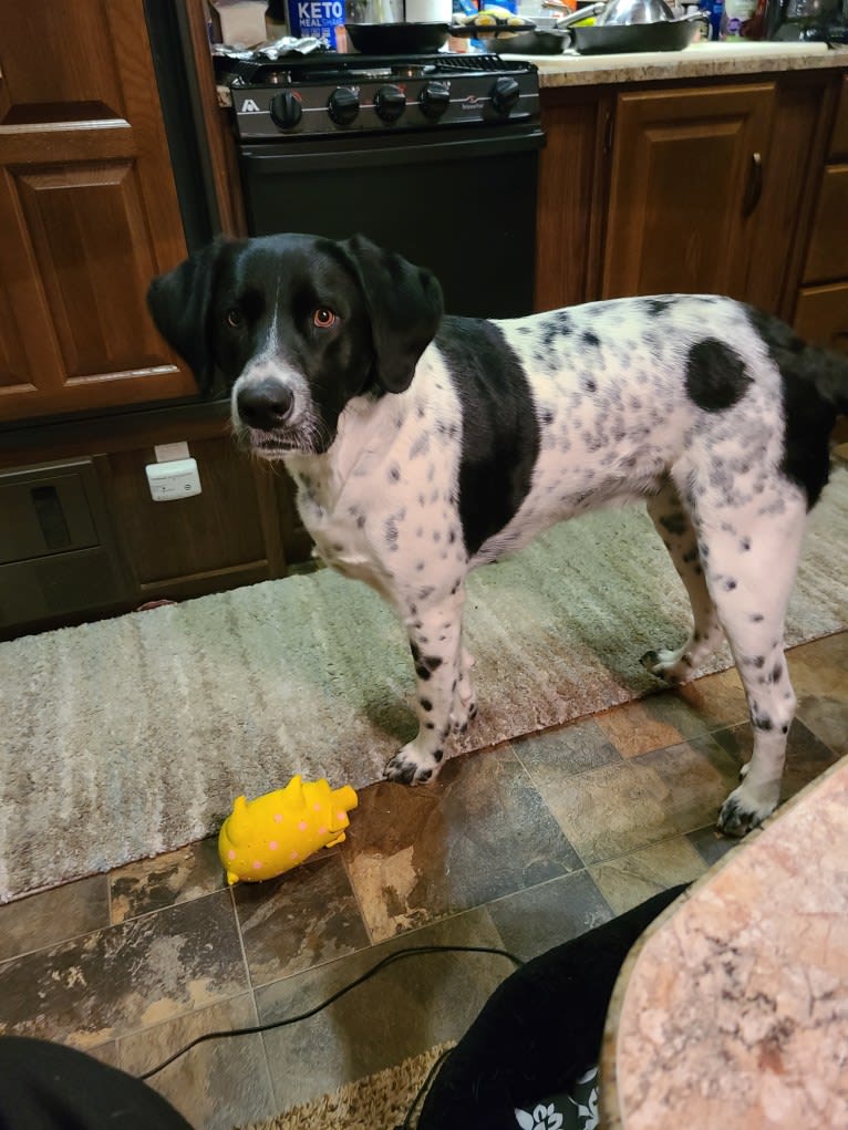 Millie, a Labrador Retriever and Great Pyrenees mix tested with EmbarkVet.com