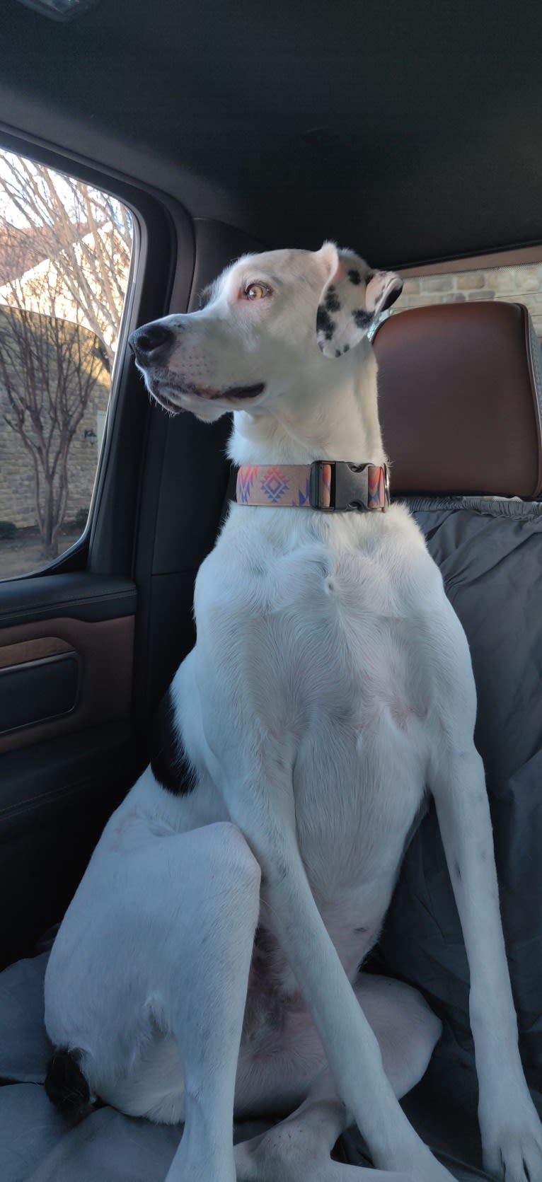 Chance, a German Shorthaired Pointer and Border Collie mix tested with EmbarkVet.com