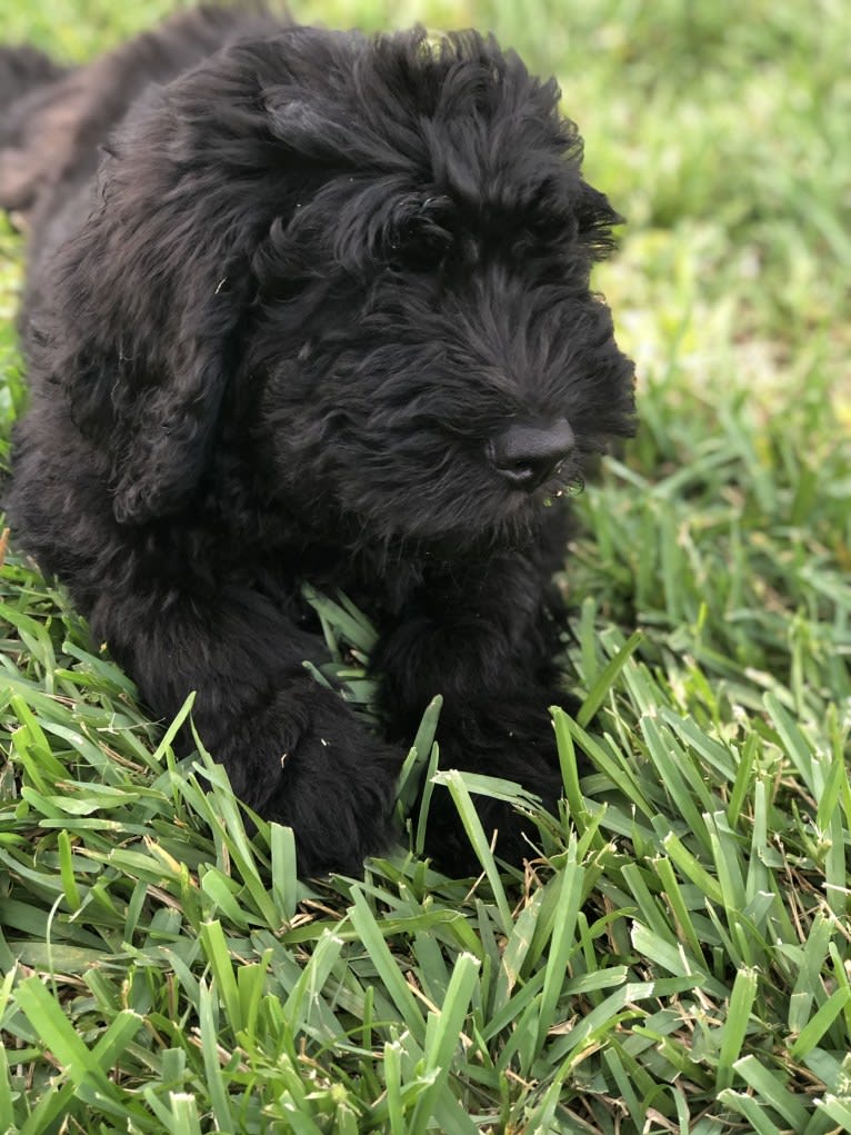 Leopold, a Newfypoo tested with EmbarkVet.com