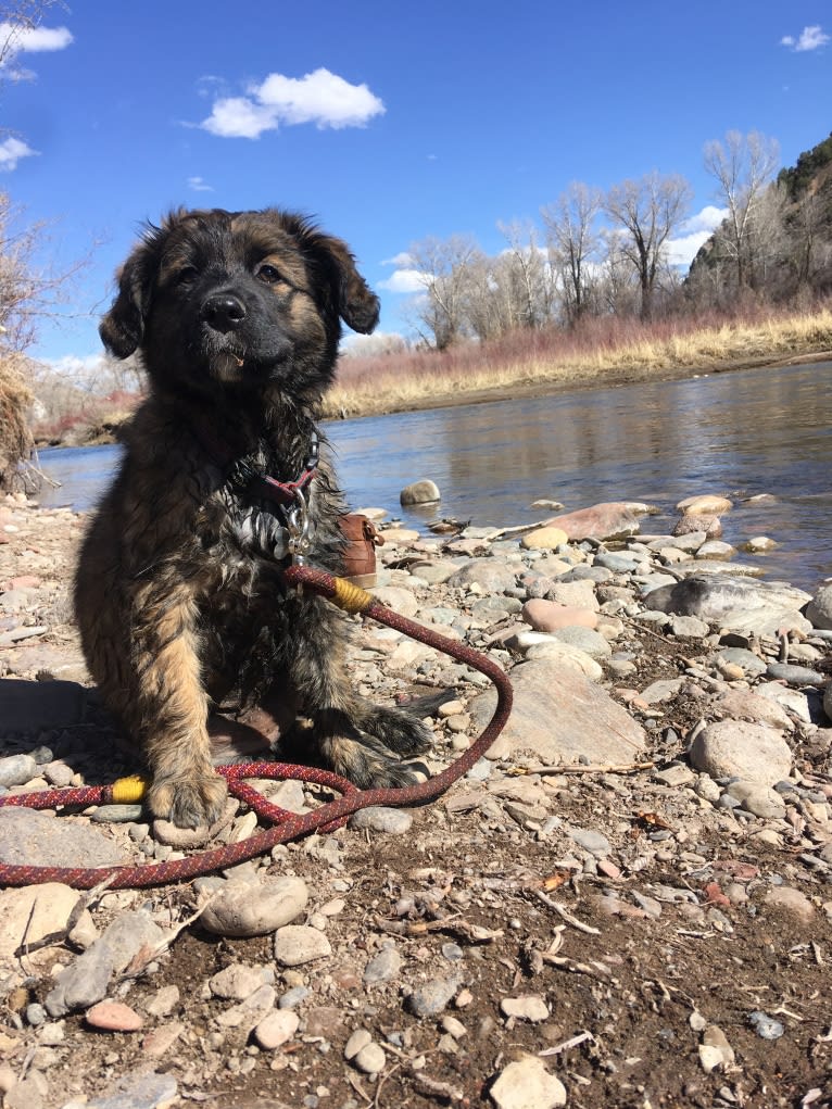 Alta, an American Village Dog tested with EmbarkVet.com