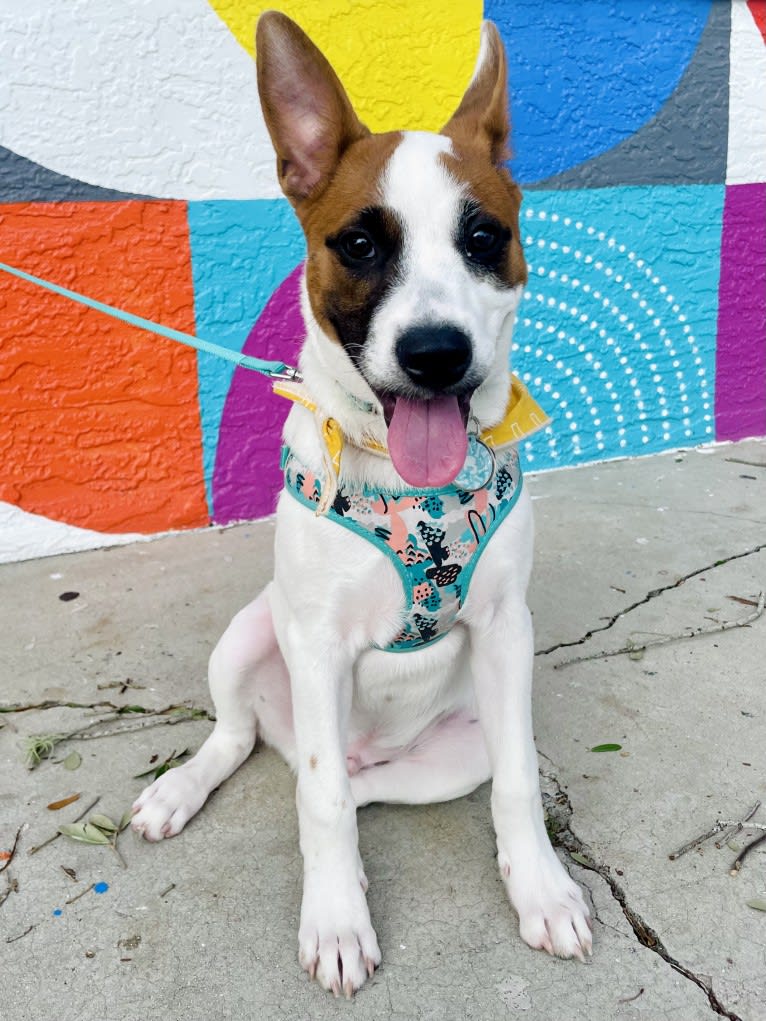 Reishi, an Australian Cattle Dog and American Pit Bull Terrier mix tested with EmbarkVet.com