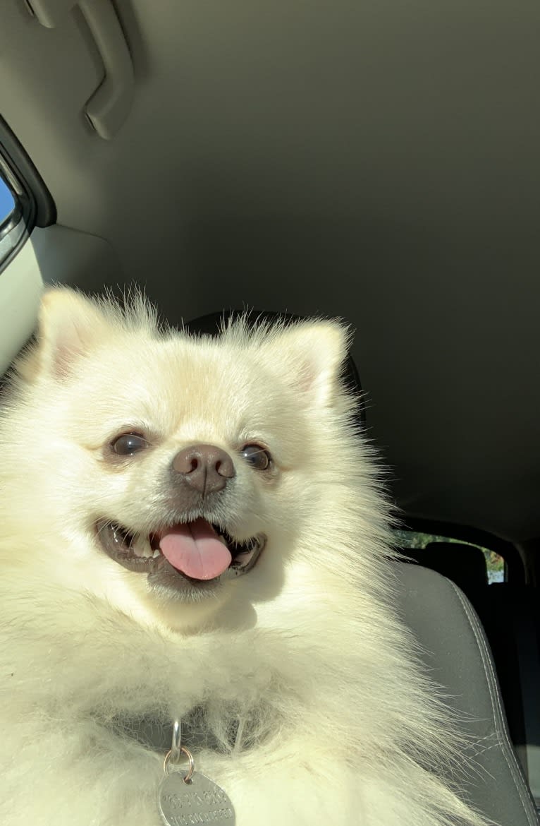 Koda, a Pomeranian tested with EmbarkVet.com