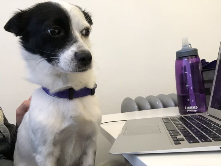 Jak, a Japanese or Korean Village Dog tested with EmbarkVet.com