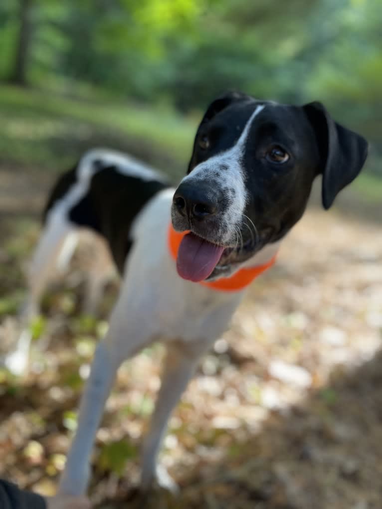 Lola, an American Pit Bull Terrier and Treeing Walker Coonhound mix tested with EmbarkVet.com