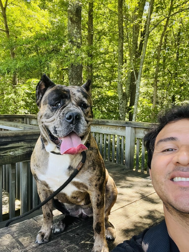 Oreo, a Bulldog and Boxer mix tested with EmbarkVet.com