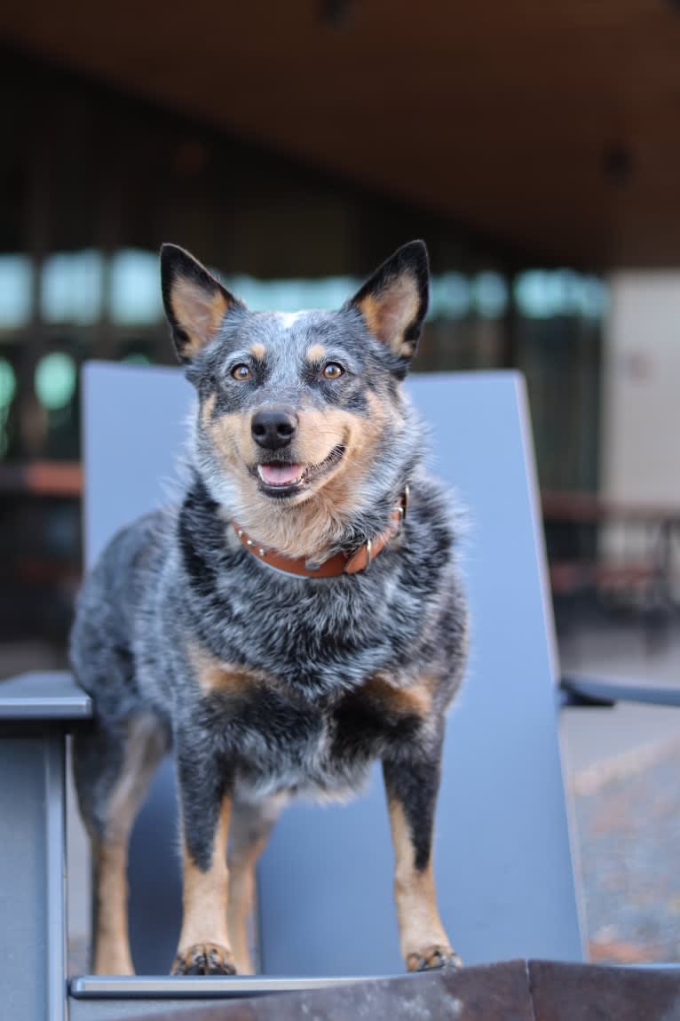 Malibu, an Australian Cattle Dog tested with EmbarkVet.com