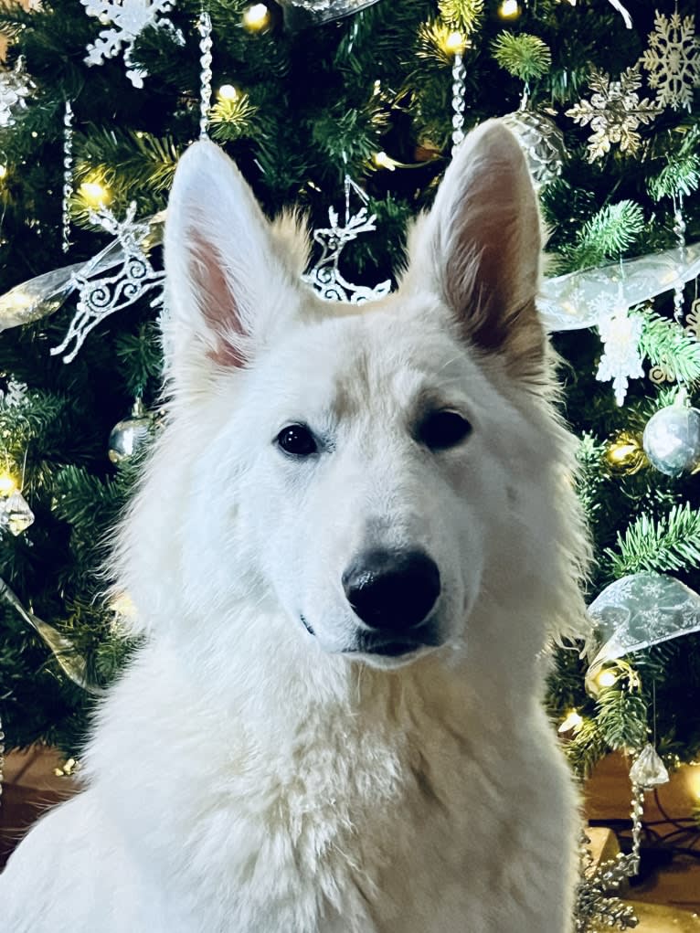 Storm, a White Shepherd tested with EmbarkVet.com