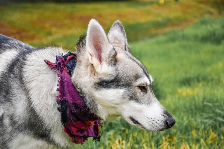 Adonis, a German Shepherd Dog and Siberian Husky mix tested with EmbarkVet.com