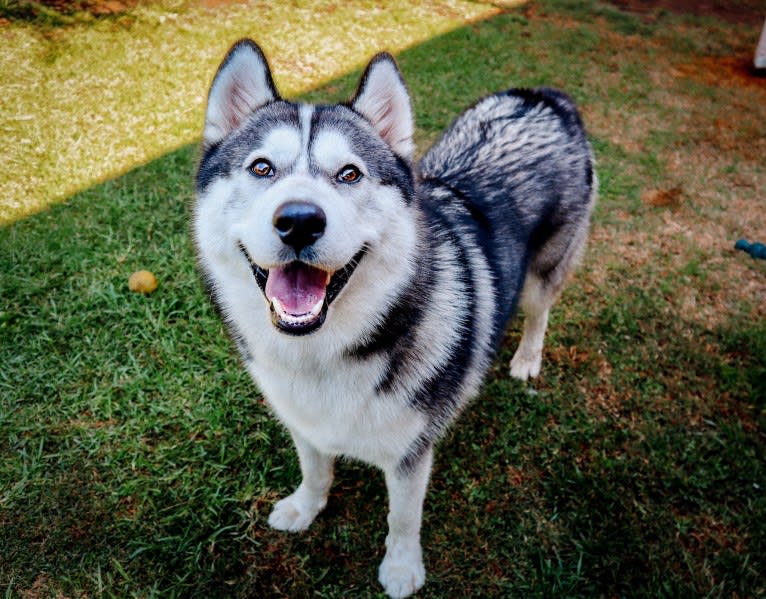 Apollo, a Samoyed and Siberian Husky mix tested with EmbarkVet.com