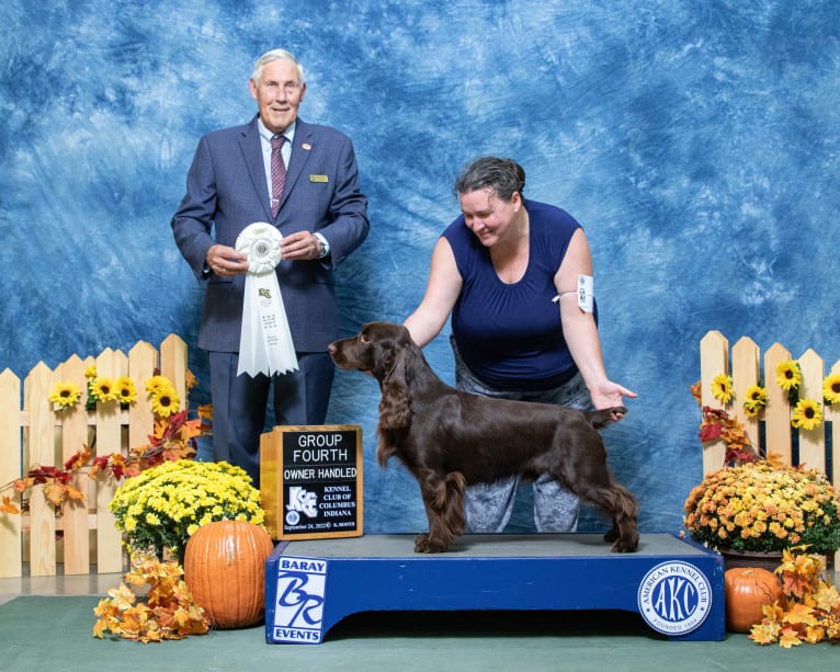 Fig, a Field Spaniel tested with EmbarkVet.com