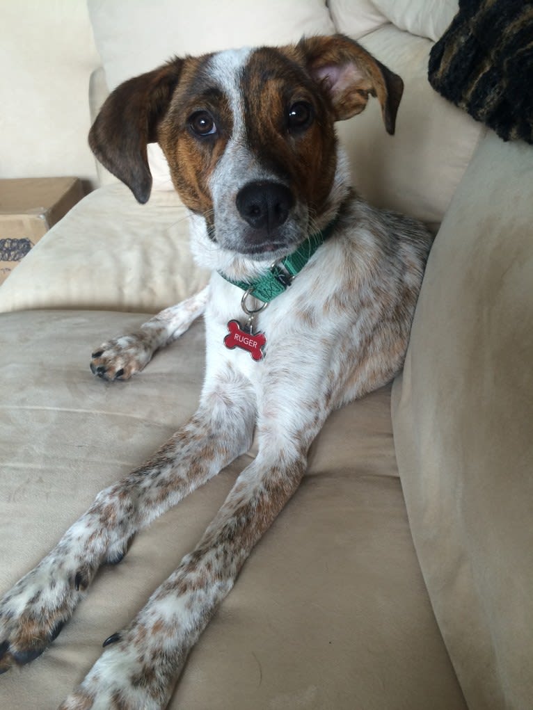 Ruger, an Australian Cattle Dog and Beagle mix tested with EmbarkVet.com