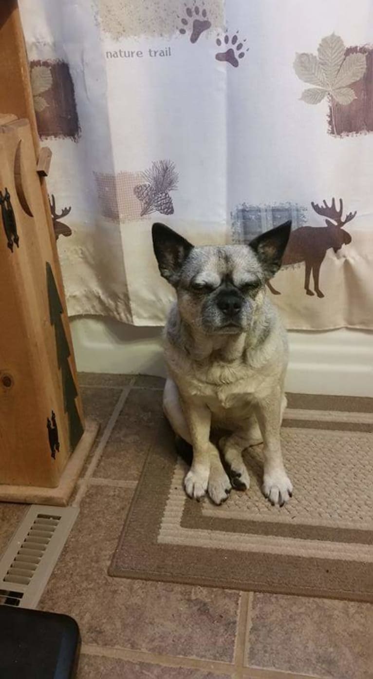 Snort, a Pug and Australian Cattle Dog mix tested with EmbarkVet.com