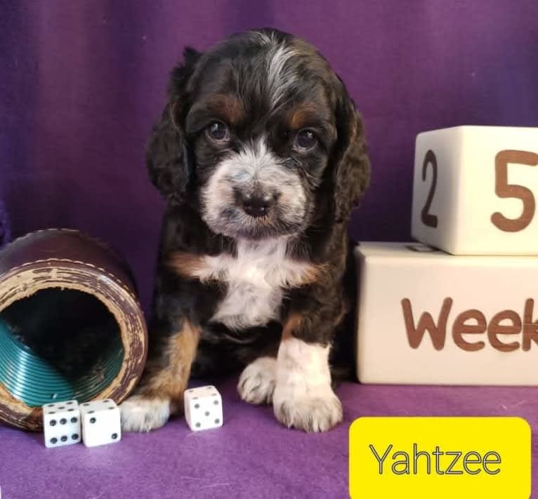 Yatzi, a Cockapoo tested with EmbarkVet.com