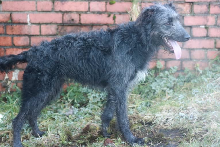 Lupin, a Greyhound and Border Collie mix tested with EmbarkVet.com