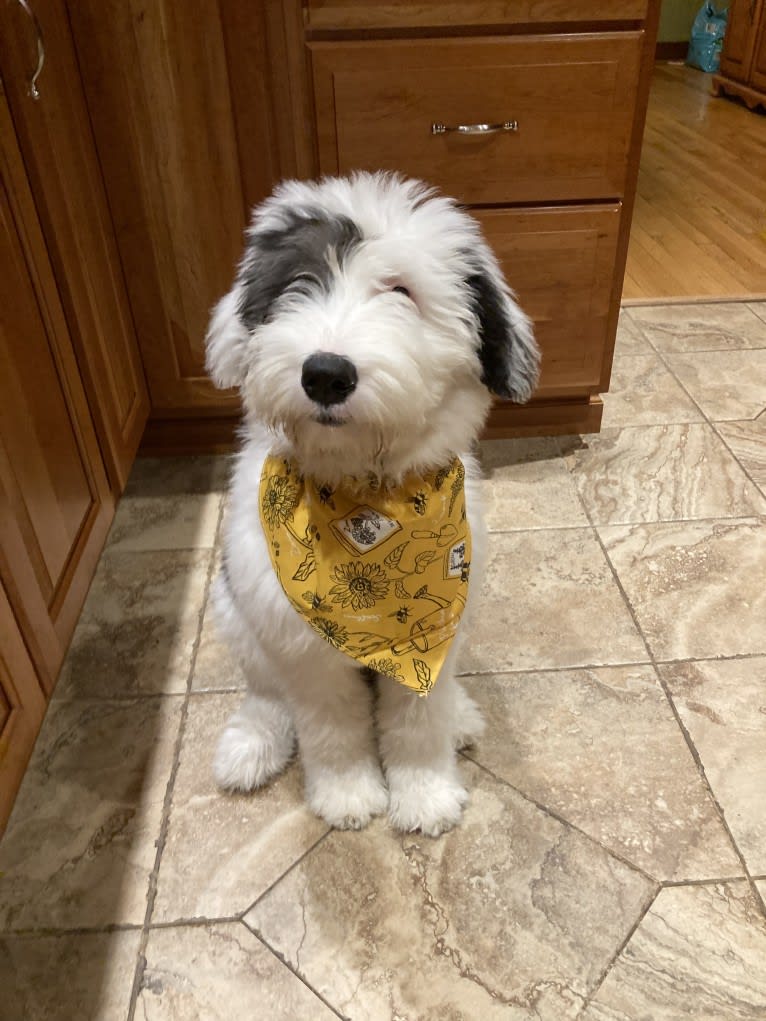 Indy, an Old English Sheepdog tested with EmbarkVet.com