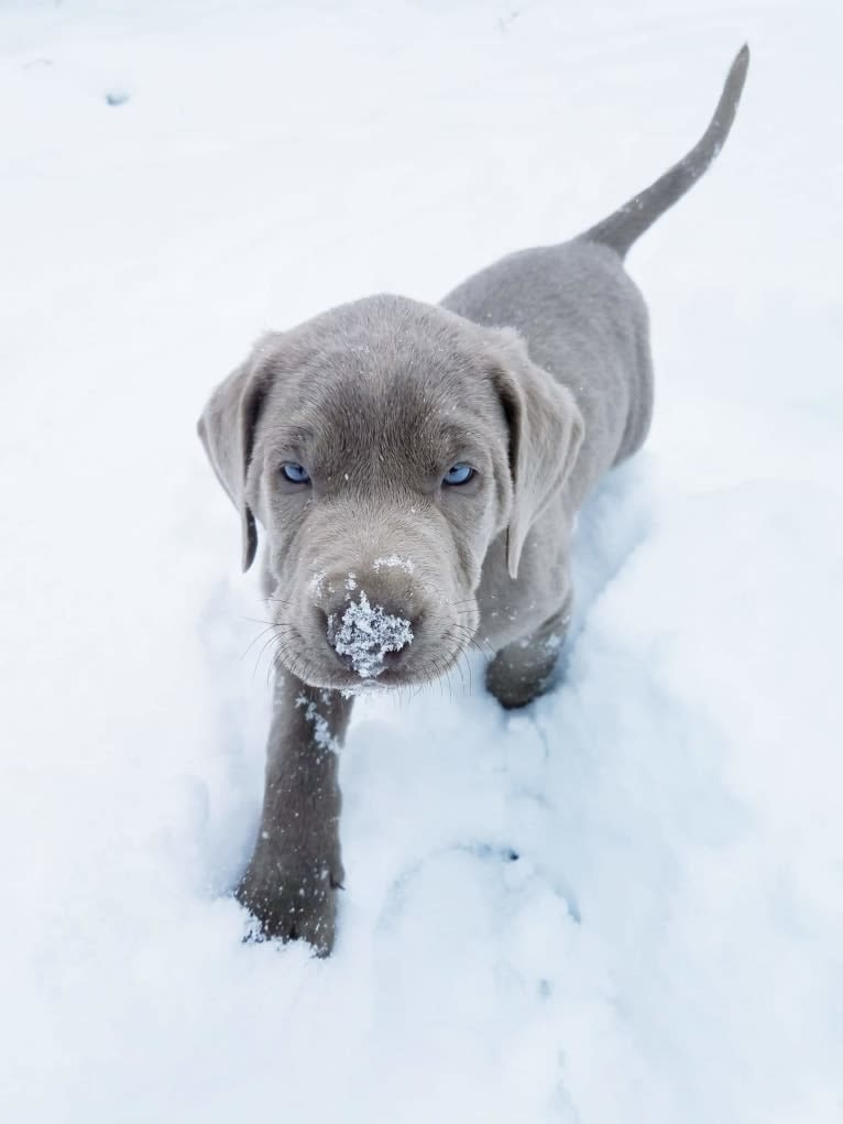 Oban, a Labrador Retriever tested with EmbarkVet.com