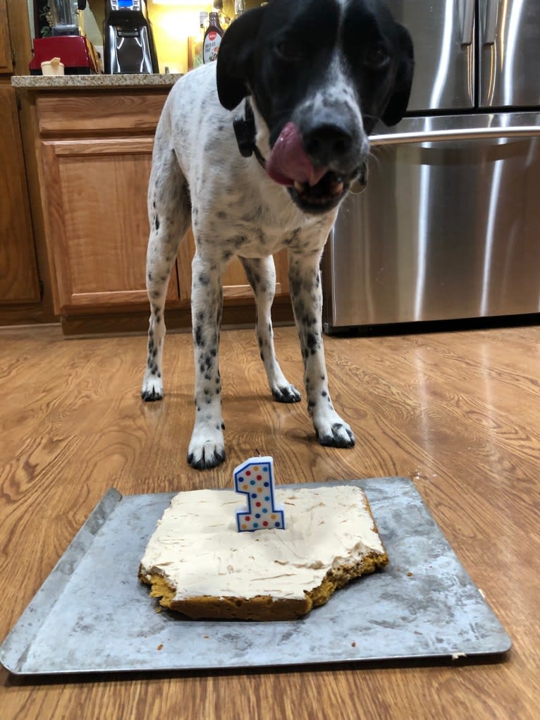 Riley, a German Shorthaired Pointer and Australian Cattle Dog mix tested with EmbarkVet.com